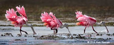 Everglades Birding: Roseate Spoonbills Alan Reeves